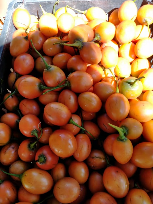 树番茄3元一斤，量大优惠