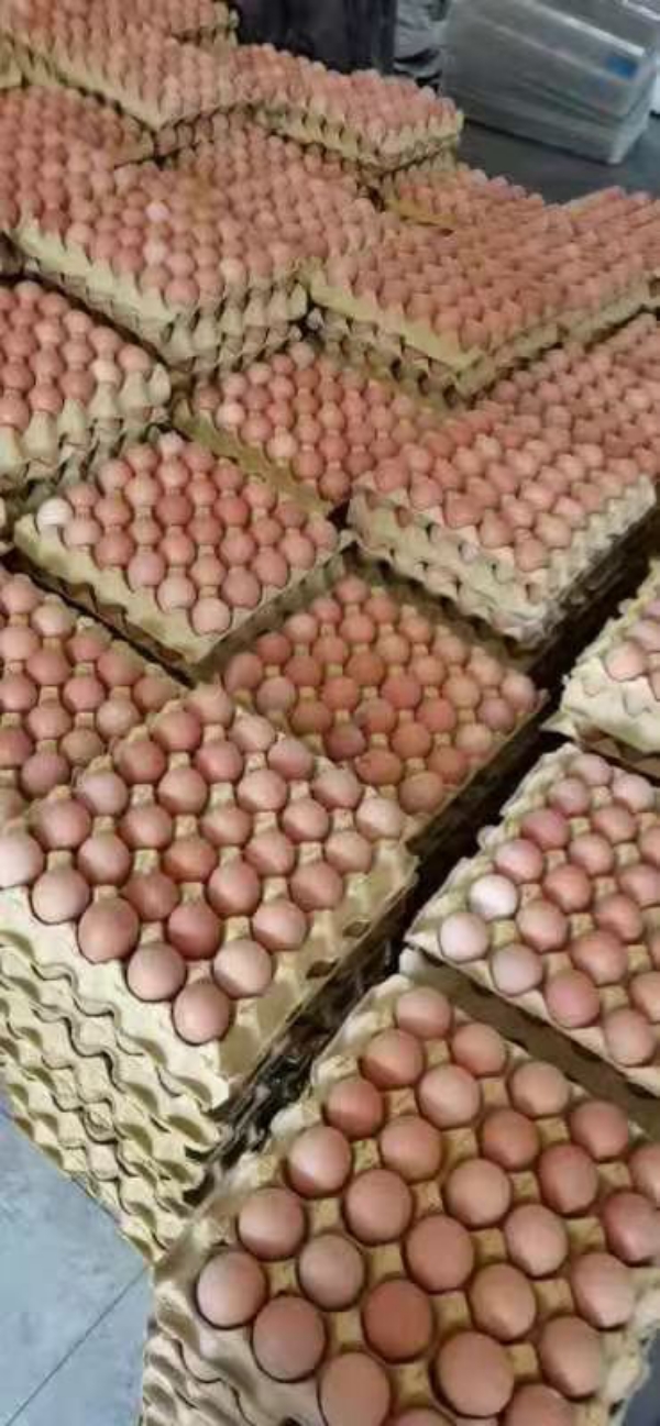 西安孵化厂供应，蛋鸡，土杂鸡童鸡苗，