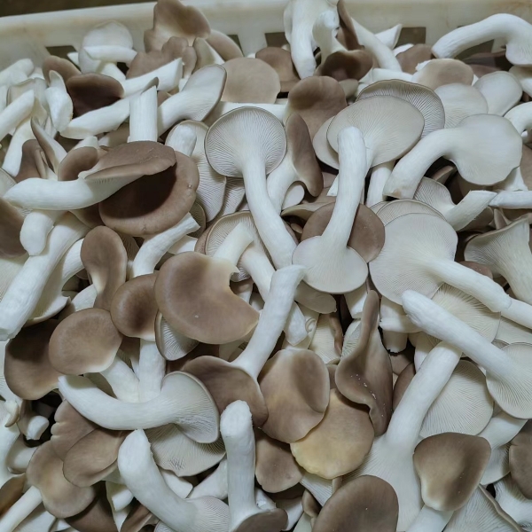 湖北恒温大棚产优质秀珍菇，常年长期供货，保障质量