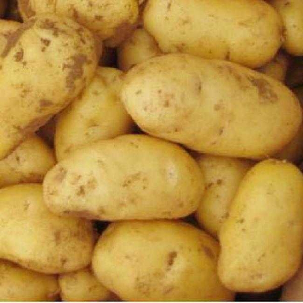 大量出售贵州威宁威宇5号，三号，青薯，等系列土豆