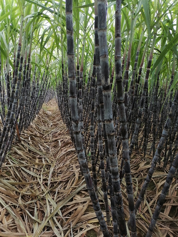 广西柳州融安甘蔗产地直供