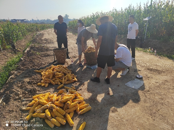 富顺县富世街道海棠社区经济联合社出售玉米