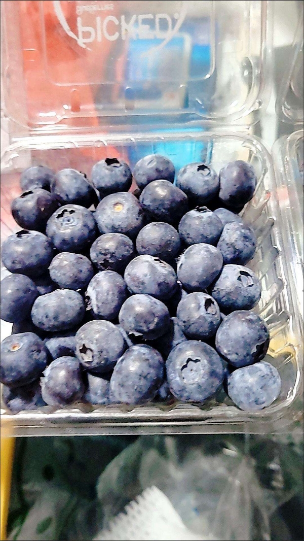 蓝莓 大棚蓝莓 陆地蓝莓 支持全国代发
