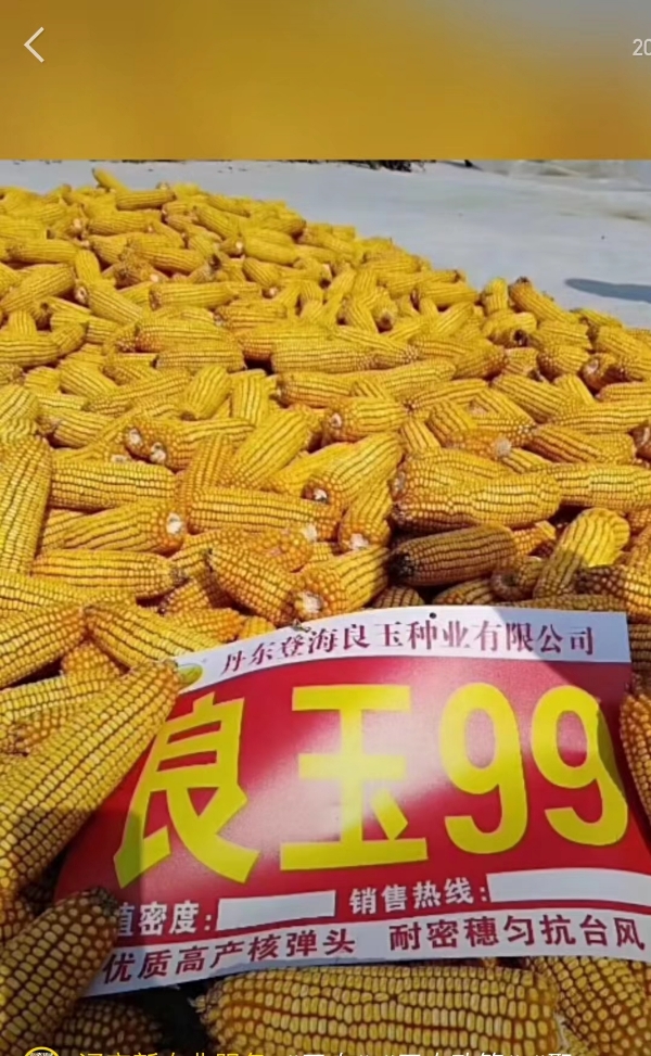 良玉99四代提纯国审品种 厂家正品