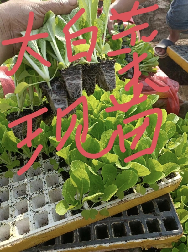 蔬菜育苗场