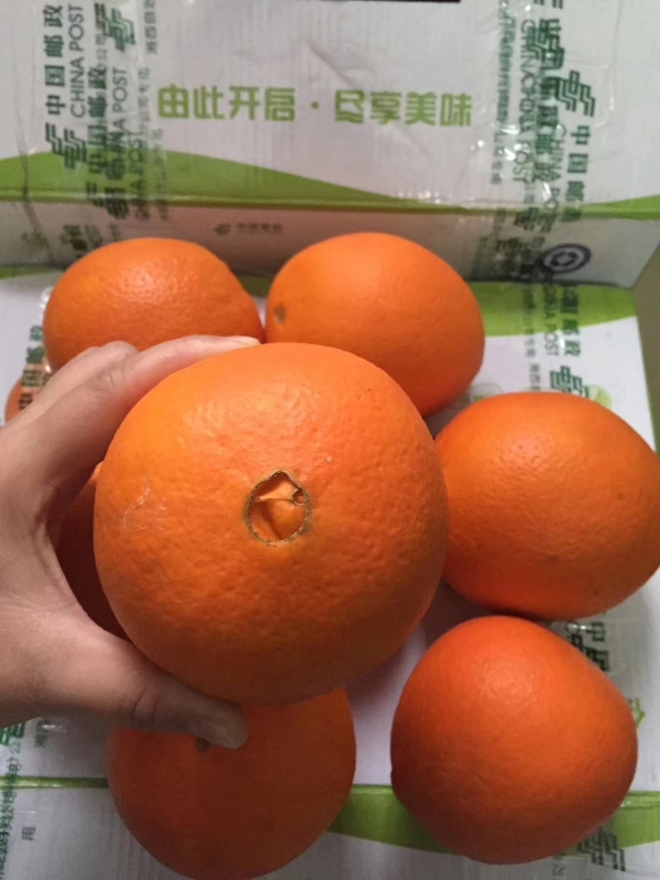 湖南湘西富硒芦柑，脐橙大量出售自家果园种植采摘