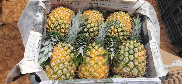 广东徐闻菠萝