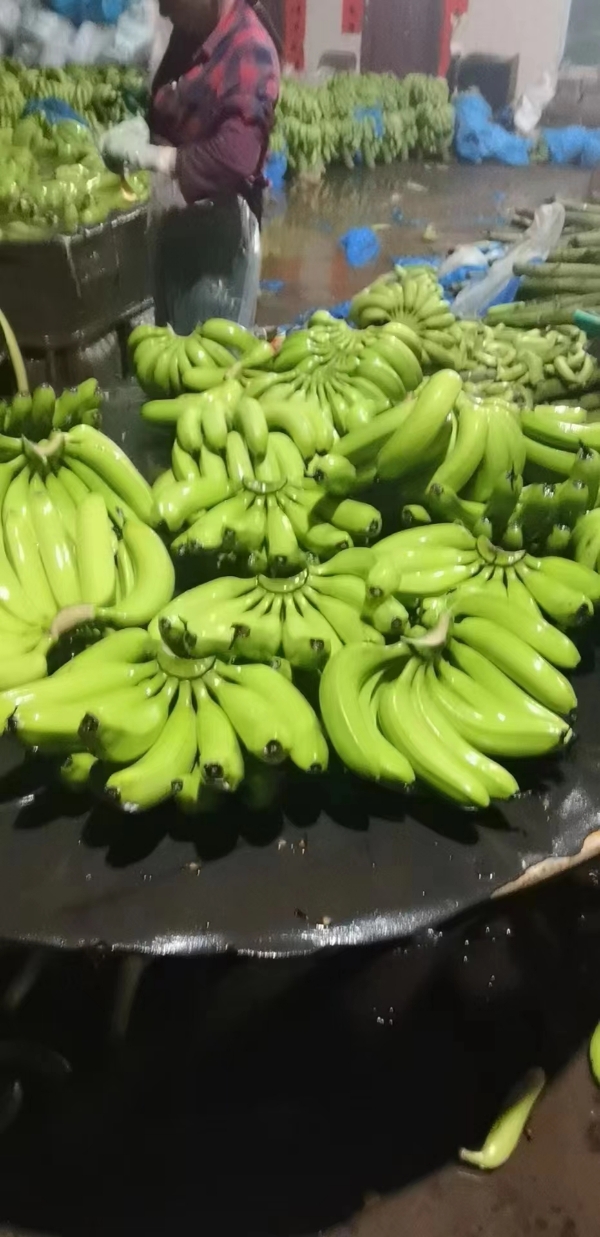 香蕉云南广西广东省