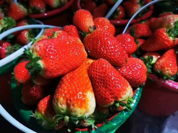 山东临沂草莓，九香联盟大量供货