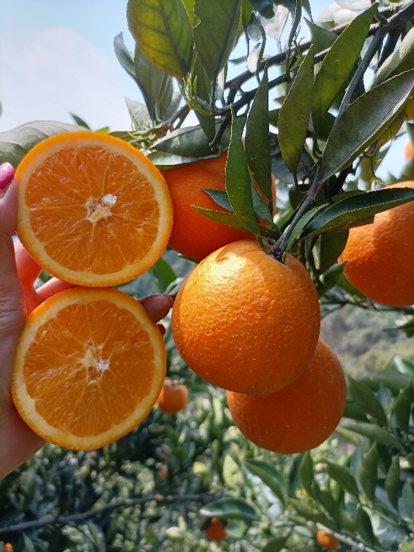 湖北秭归脐橙🍊伦晚🌹中华红橙🌹夏橙🌹纽荷尔