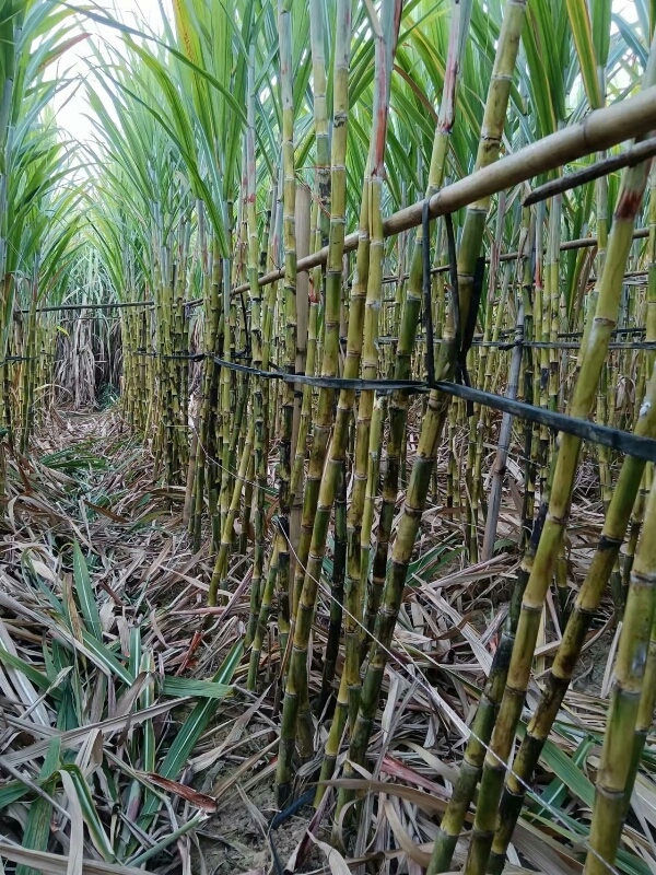 福建青皮甘蔗价格美丽，量大从优