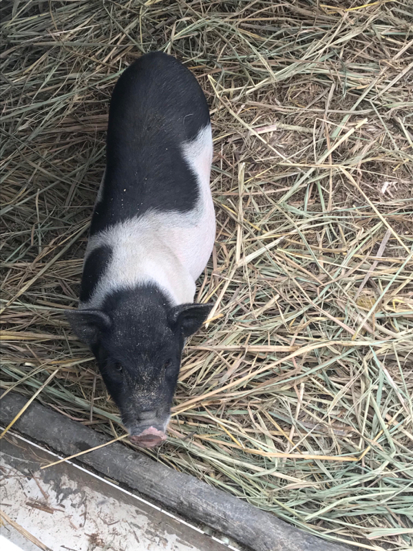 自家散养陆川猪 巴马香猪  种苗