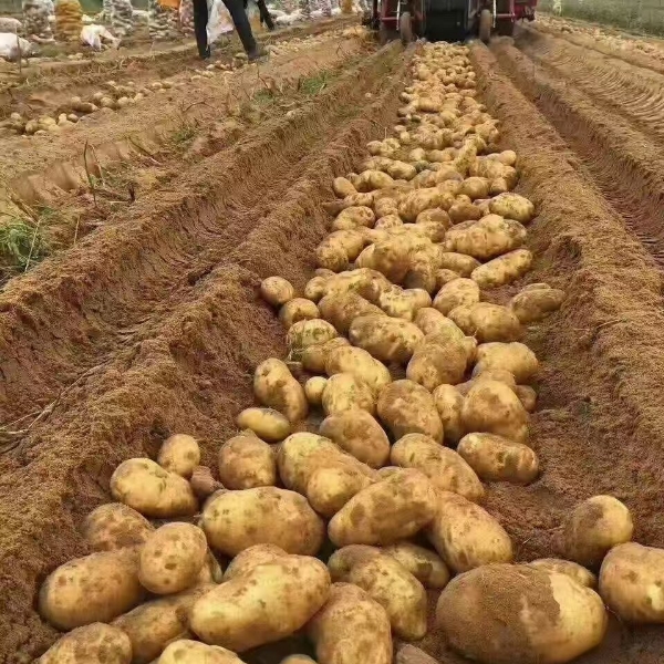 土豆，荷兰土豆，V70.6到0.8