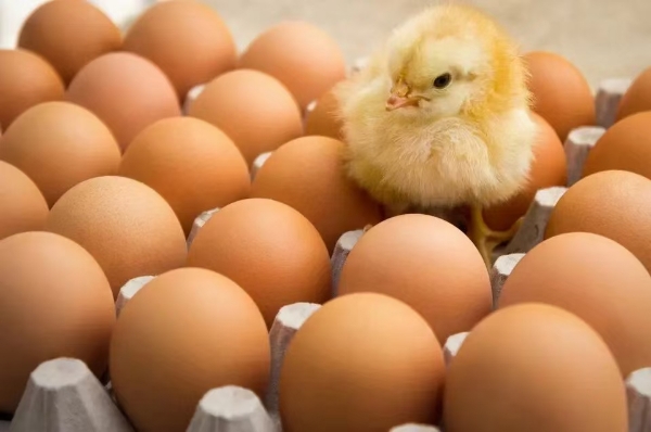 西安孵化厂供应，蛋鸡，土杂鸡童鸡苗，