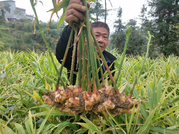 大量出售生姜。