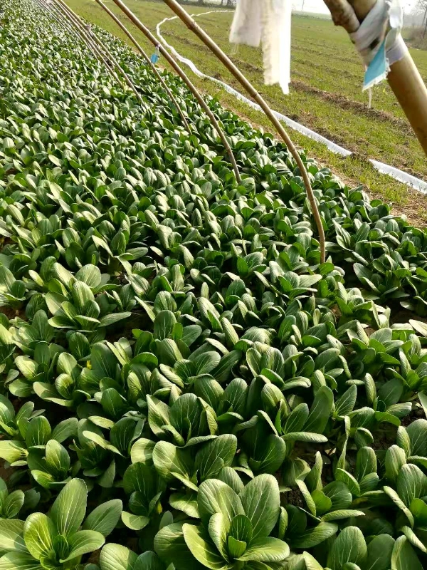 自家种的上海青品质好大青菜产地菏泽