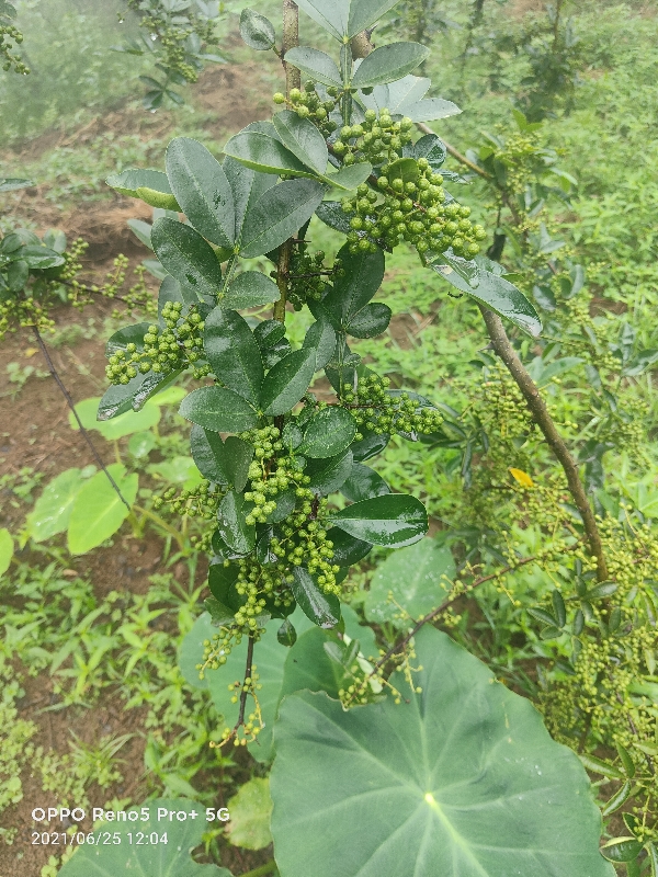 鲜花椒、干花椒大量上市