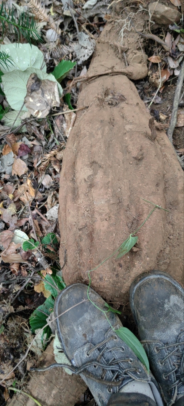 大山里纯野生葛根