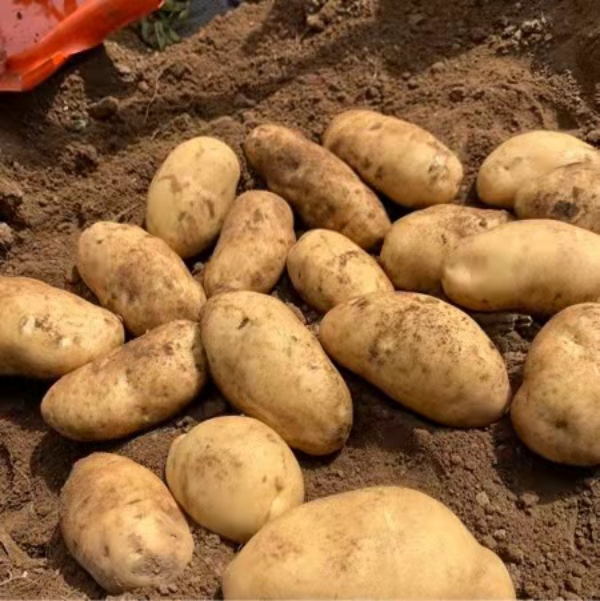 荷兰十五土豆大量供应山东高密优质荷兰十五土豆