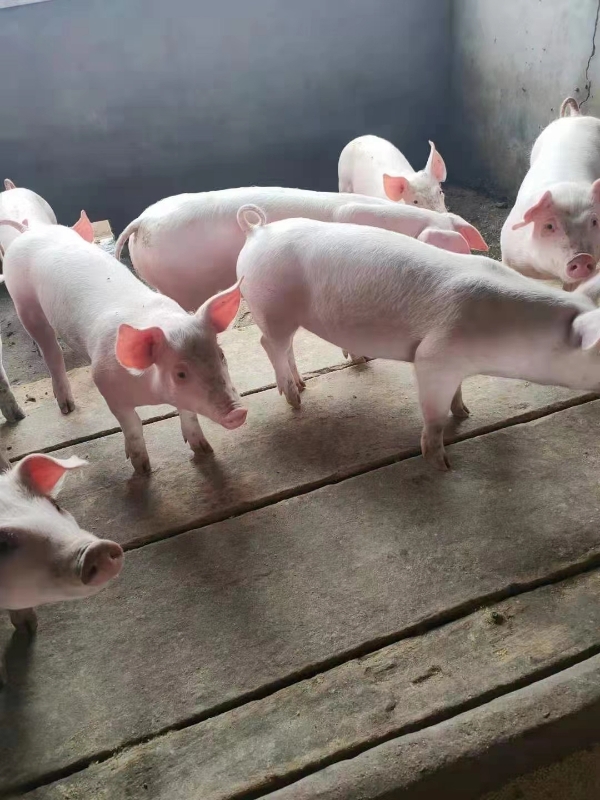 山东三元仔猪,母猪高产母猪包成活送猪到家