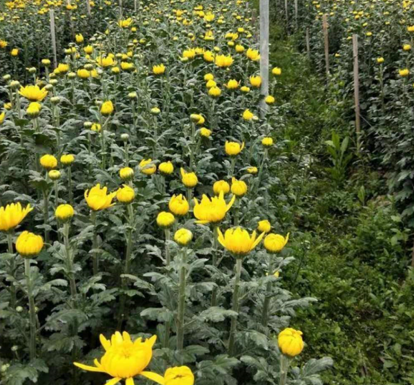 白菊花黄菊花百善幽香自己种植全国批发零