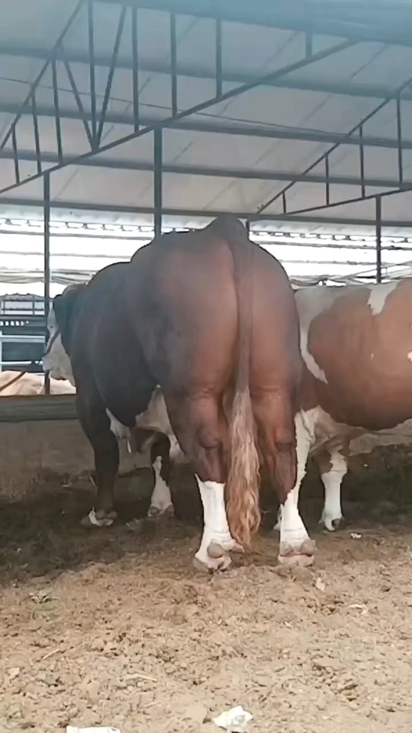 西门塔尔牛 种牛 小牛犊 母牛