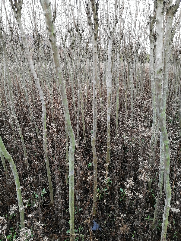 正宗美国紫薇  红火球 红花紫薇 广西桂林市