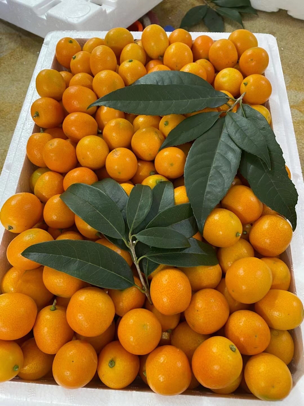 广西桂林阳朔产地代办金桔、砂糖橘、马水桔等各类柑橘