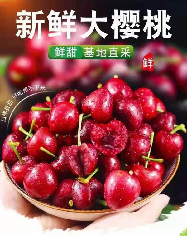 山东泰安大樱桃  果肉饱满甜蜜爽口