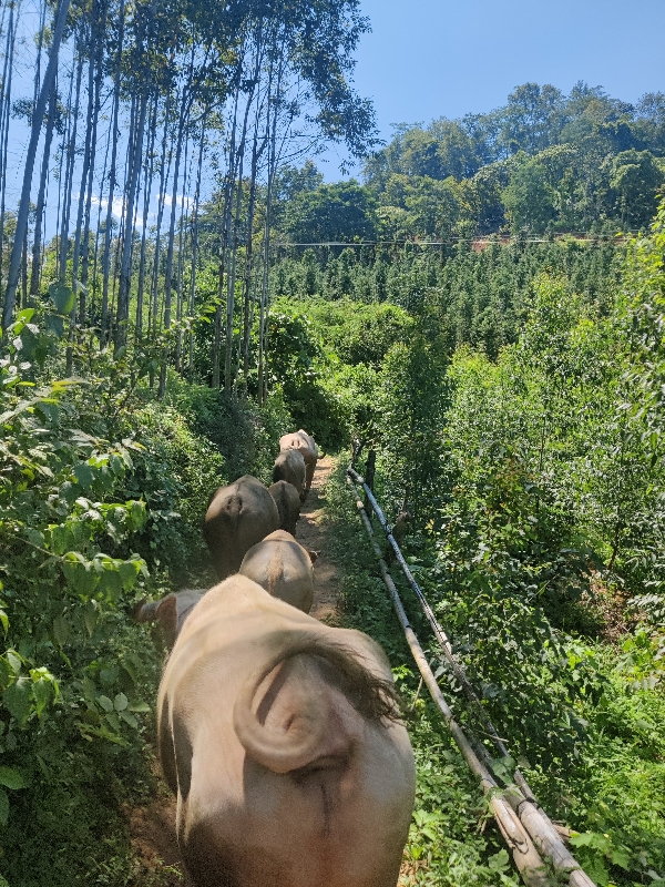 山上放养土黄牛水牛