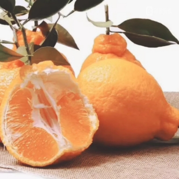 四川丹棱不知火丑橘，自家果园，现摘现发