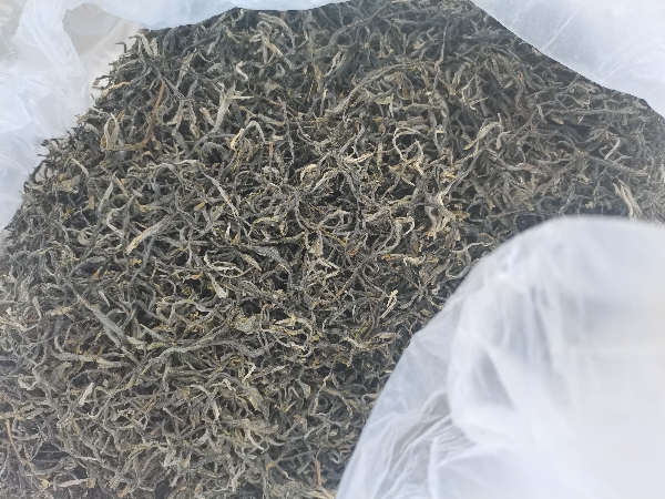 本人有古树茶单珠。20公斤出售