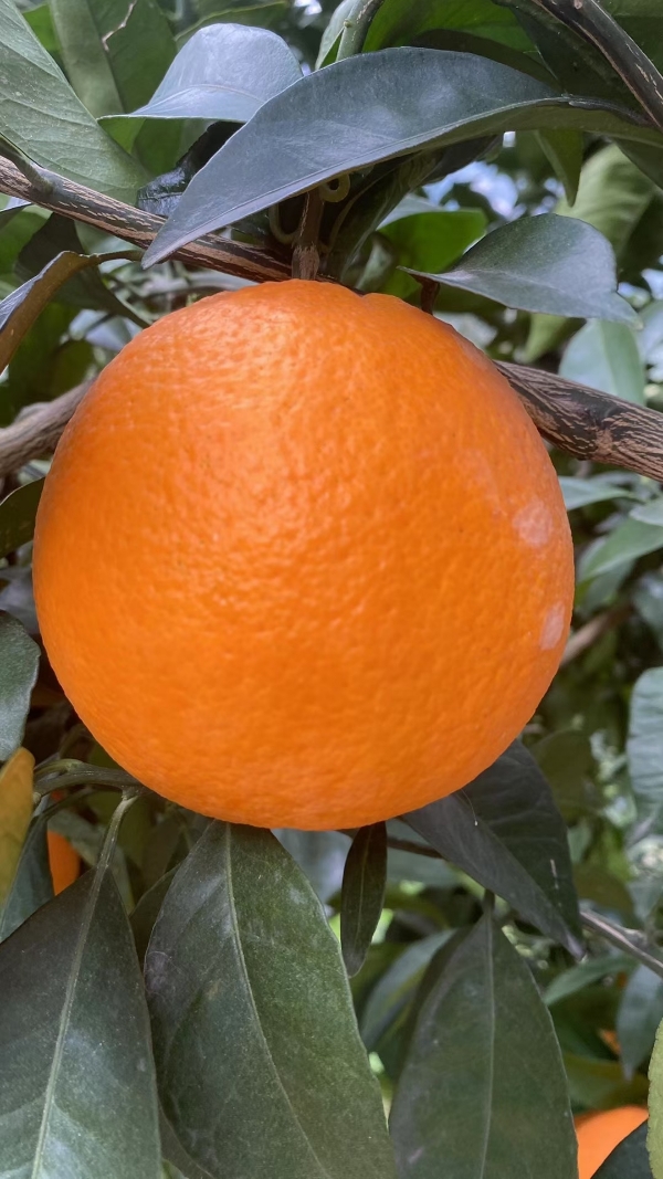红橙 夏橙 伦晚产地直销。13545841718