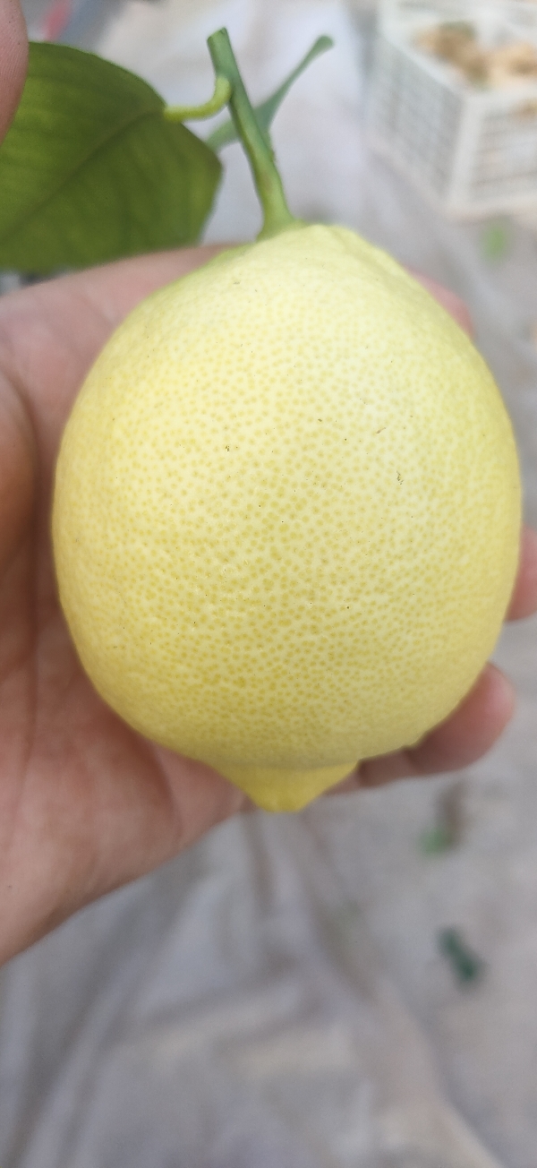安岳尤力克黄柠檬
