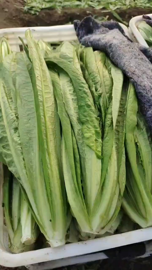 上海青，杭白菜，菠菜，油麦菜，大量有货，