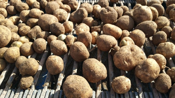 甘肃大西洋土豆商品薯有货大量出
