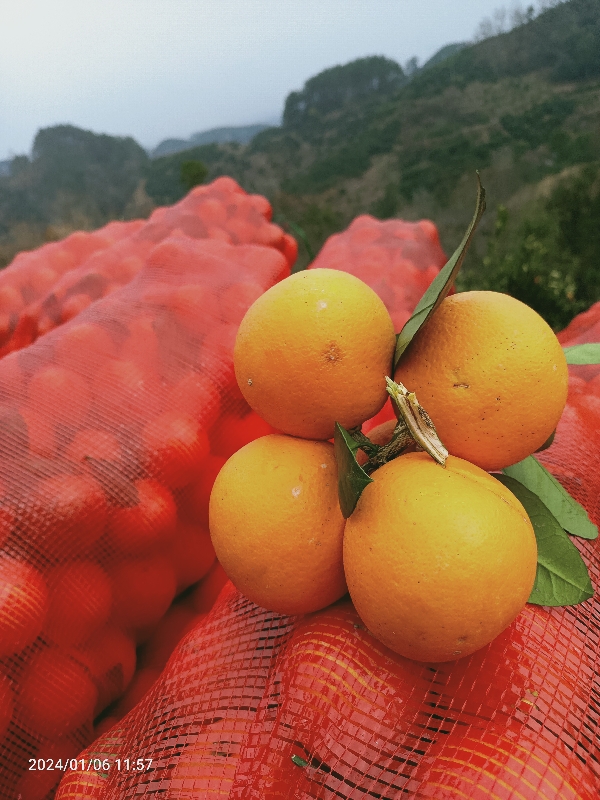 湖南省芷江县
冰糖橙、整车装批发价0、6元每斤