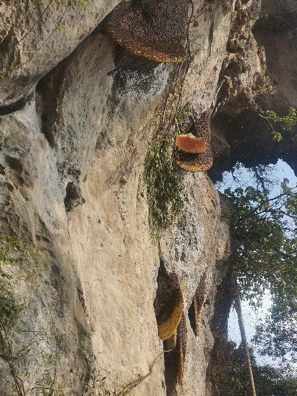 有想搞蜂蜜的老板来