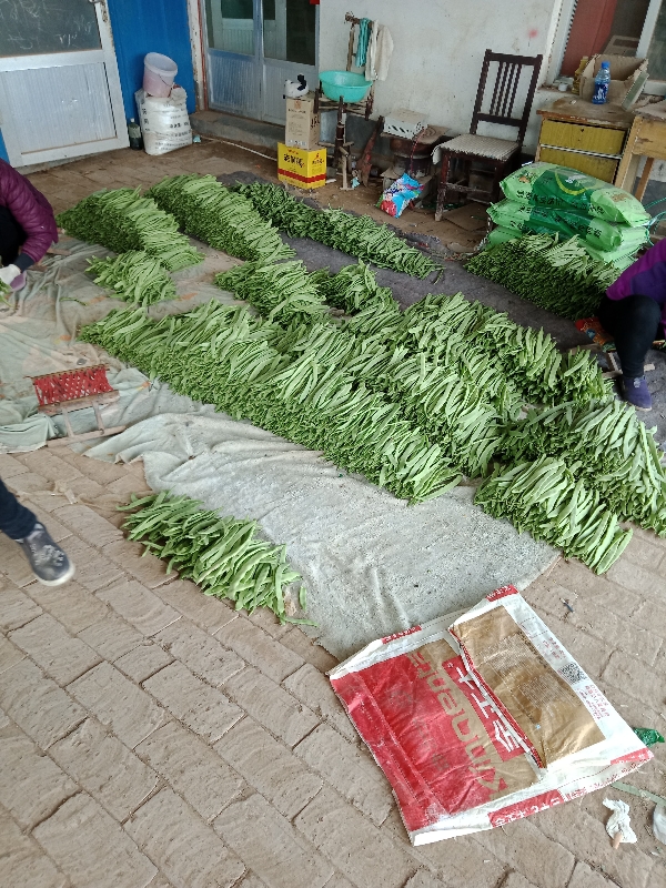 商河扁青芸豆，产地直供一手货源