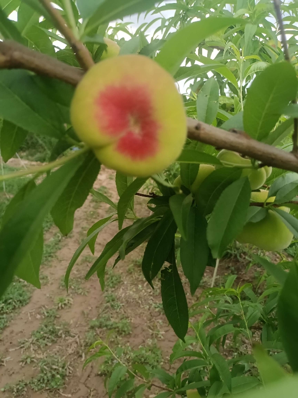 陕西蟠桃批发毛蟠桃基地价格早瑞蟠桃产地行情