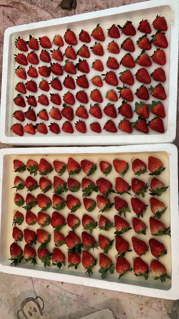 精品草莓