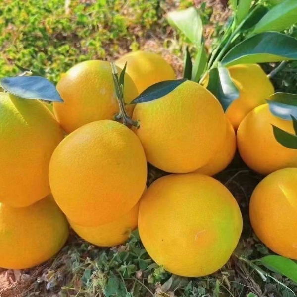 江西赣南脐橙自家果园一件代发水分足全国包邮