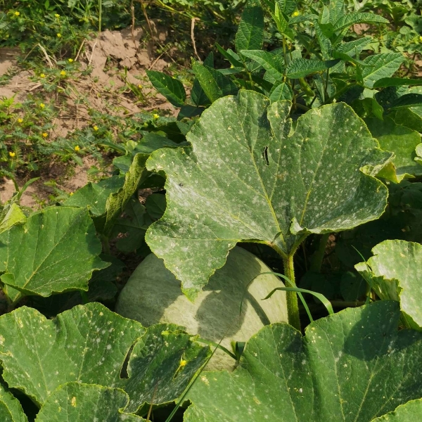 山西朔州银栗贝贝南瓜大量上市