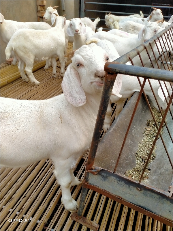 美国大白羊，国宝青山羊，杜波棉羊，小尾绵羊。