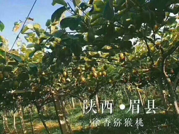 陕西眉县猕猴桃🥝之乡