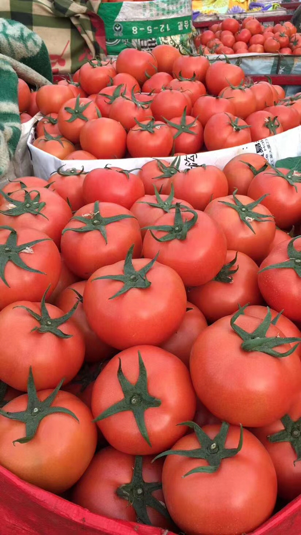 阳光米易番茄大量上市价格在2.4567