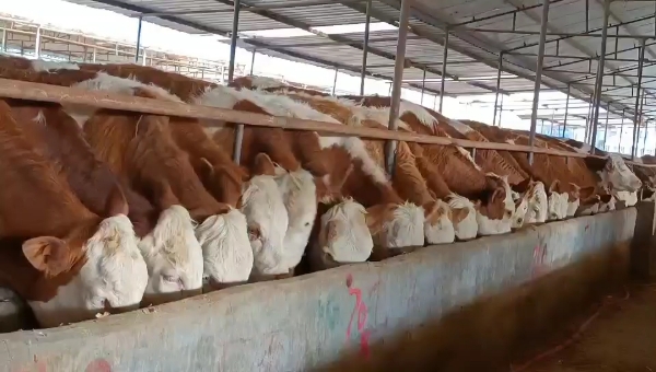 纯种西门塔尔牛出售活牛养殖鲁西黄牛小牛犊