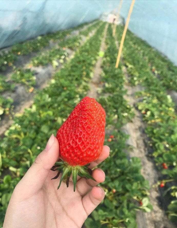 山东临沂莒南草莓基地
大量供应草莓🍓