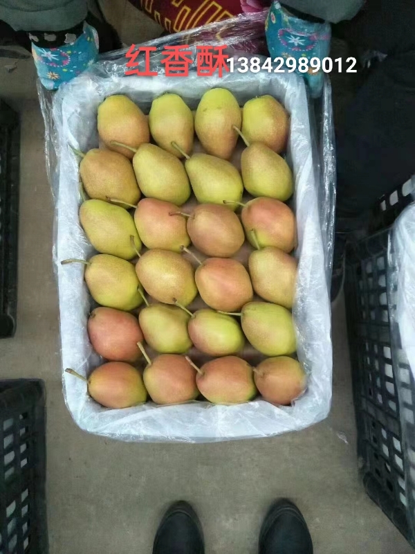 辽宁省绥中县，红香酥梨，黄元帅苹果上市了。