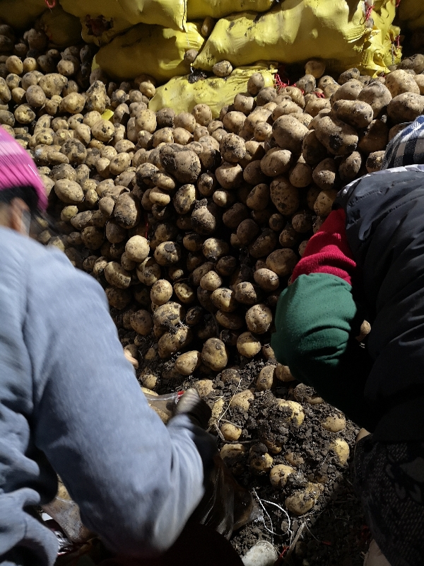 牡丹江尤金885土豆货源不断保证质量